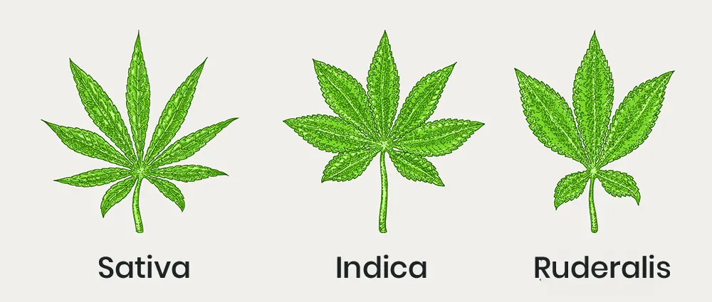 Especies de cannabis | Cáñamo vs Marihuana | Origen del CBD
