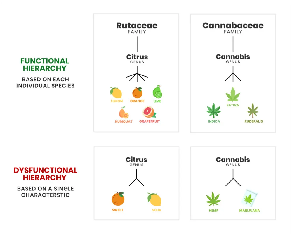 Cáñamo vs marihuana - Comparación de clasificación de género de cannabis - Origen del CBD