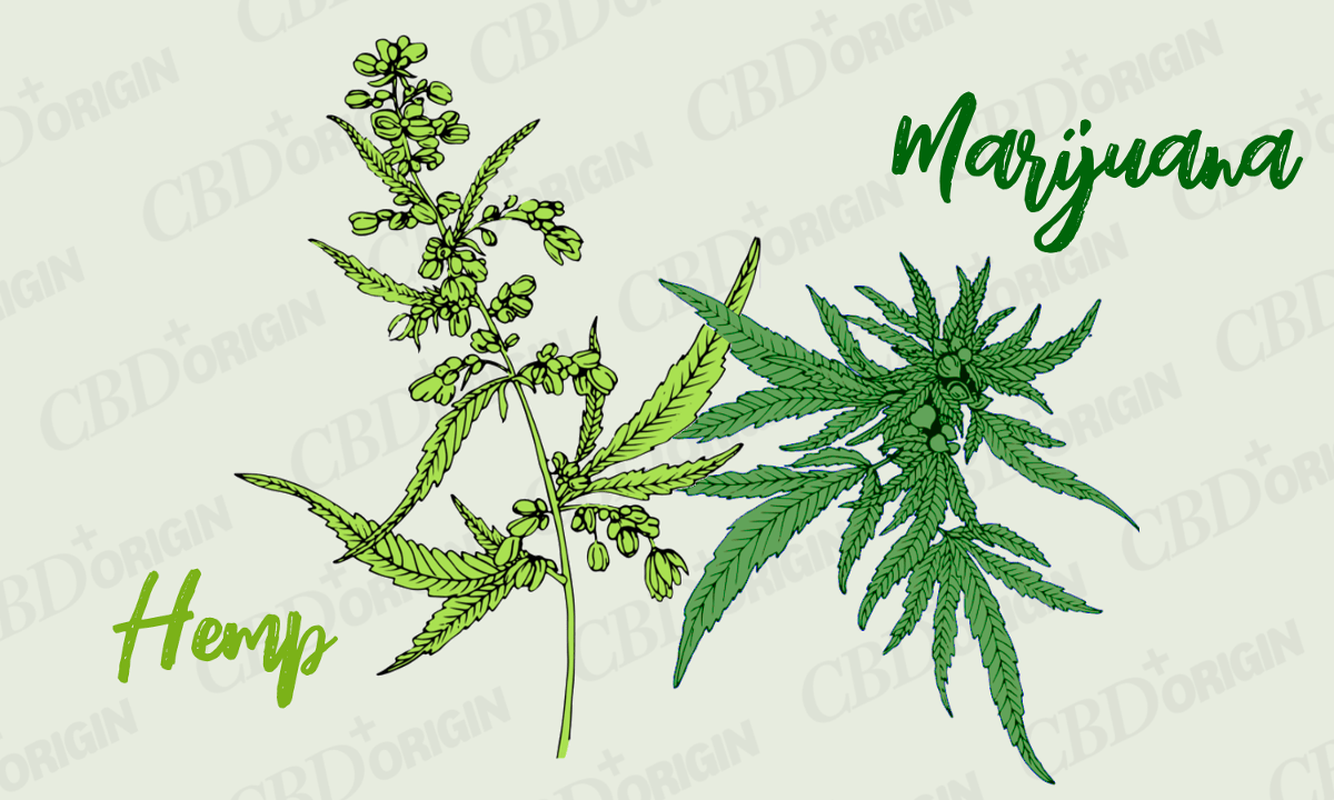 Cáñamo vs Marihuana | Diferencia entre cáñamo y marihuana »Wiki Ùtil Origen del CBD