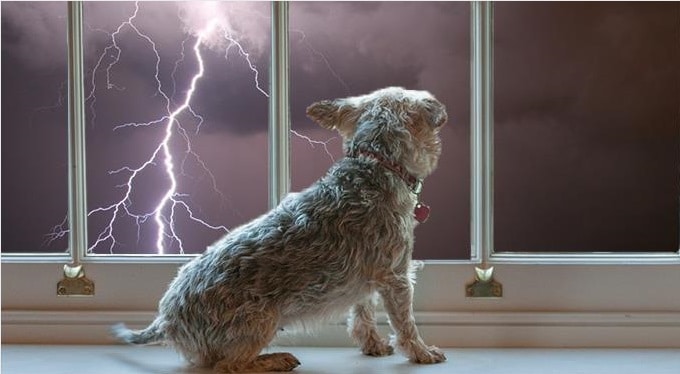 Perro y tormenta eléctrica