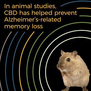 En estudios con animales, el CBD ha ayudado a prevenir la pérdida de memoria relacionada con el Alzheimer