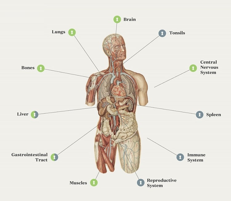 sistema endocannabinoide