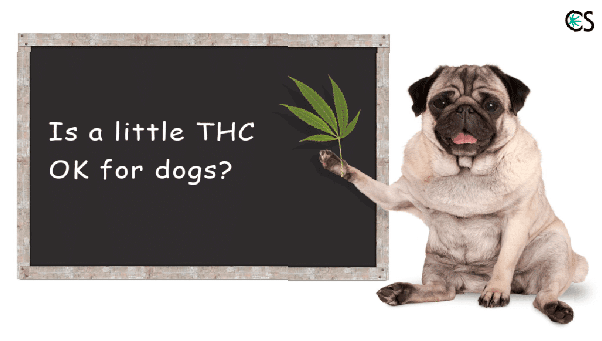 ¿Está bien tener poco THC para los perros?